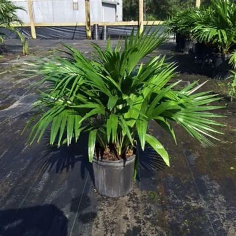 10 Palm Fishtail Palms East Coast Tropicals 10 Palm Fishtail Palms East Coast Tropicals