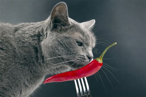 176 Cat Chili Pepper Stock Photos Free Royalty Free Stock Photos 176 Cat Chili Pepper Stock Photos Free Royalty Free Stock Photos