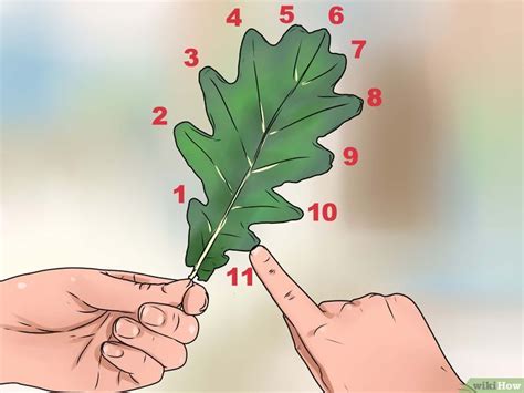3 Ways To Identify Oak Leaves Wikihow Leaf Identification Tree 3 Ways To Identify Oak Leaves Wikihow Leaf Identification Tree