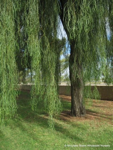 5 Ways Acacia Willow Tree