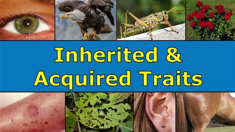 Acquired And Inherited Traits Acquired And Inherited Traits