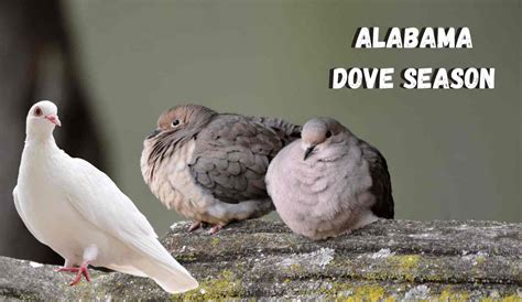 5 Alabama Dove Season Tips