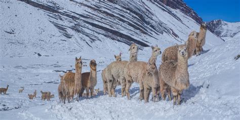 Alpacas In The Snow On The Andes Mountains Kelly Windsor Australia Alpacas In The Snow On The Andes Mountains Kelly Windsor Australia