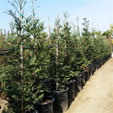 Aptos Blue Redwood Tree Information