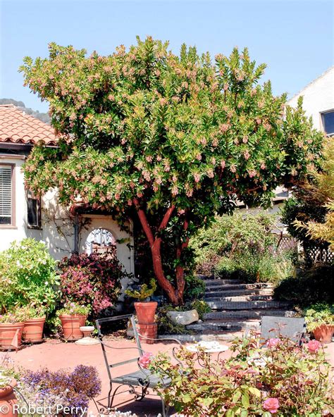 Arbutus Marina Strawberry Tree California Native Plants Arbutus Arbutus Marina Strawberry Tree California Native Plants Arbutus