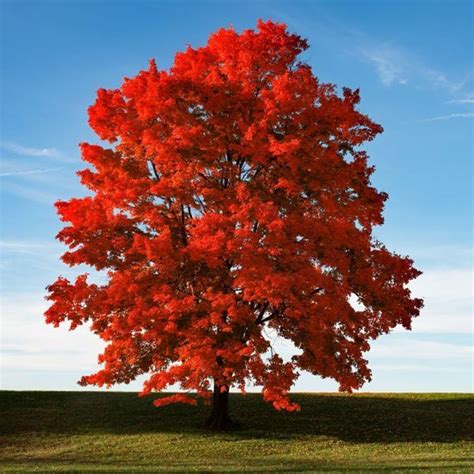 Armstrong Red Maple Tree Facts