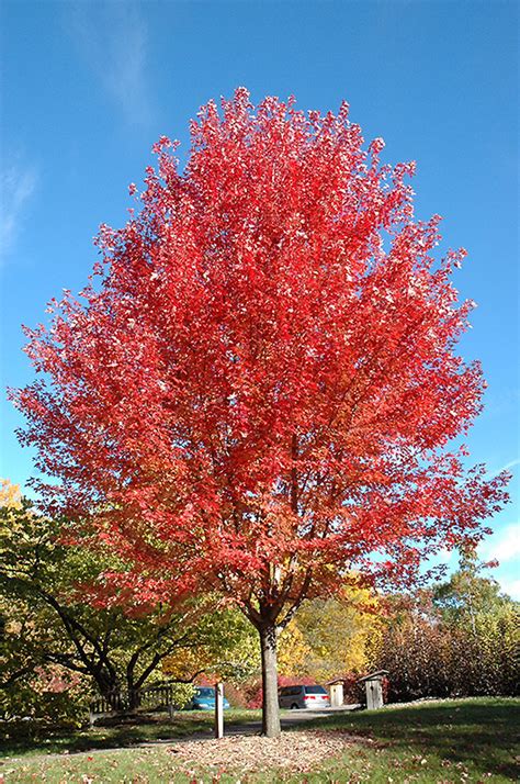 Autumn Blaze Maples Tree Care