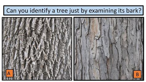 Bark Another Way To Identify Trees Bark Another Way To Identify Trees