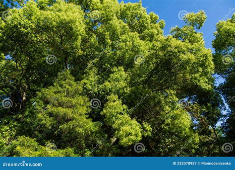 Beautiful Longevity Large Camphor Tree Cinnamomum Camphora Common Beautiful Longevity Large Camphor Tree Cinnamomum Camphora Common