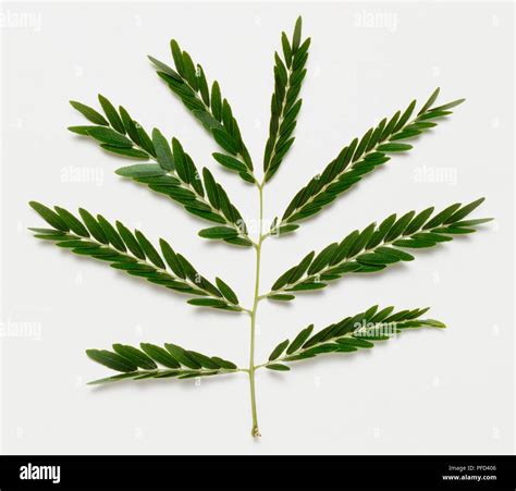 5 Bipinnate Leaf Trees