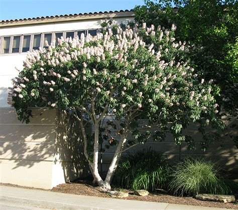 California Buckeye Tree