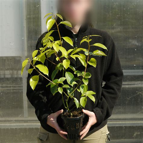 5 Ways Buy Camphor Tree