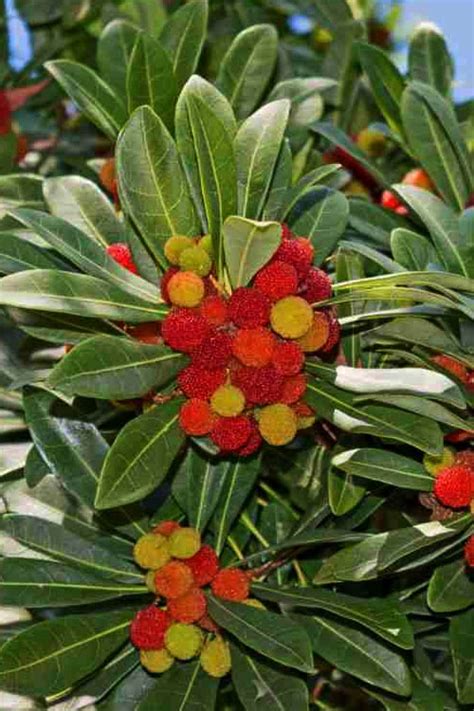 Buy Marina Strawberry Tree Arbutus Free Shipping Wilson Bros Buy Marina Strawberry Tree Arbutus Free Shipping Wilson Bros