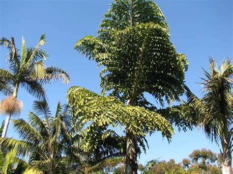 Caryota Gigas Thai Mountain Giant Palm Black Trunk Fishtail Caryota Gigas Thai Mountain Giant Palm Black Trunk Fishtail