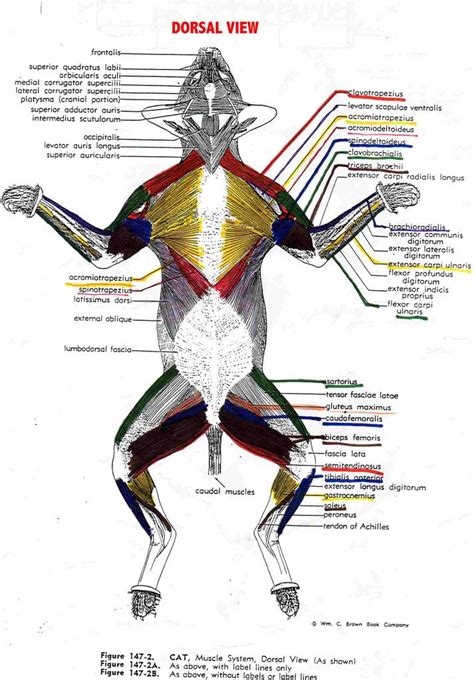 5 Cat Muscle Tips