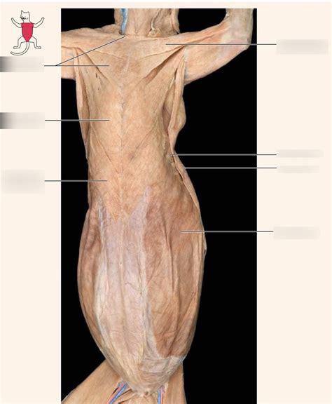 Cat Muscles Ventral View Diagram Quizlet