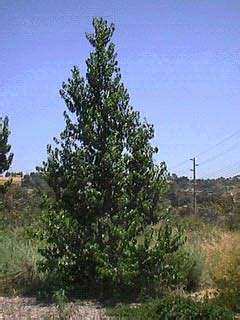 Catalina Cherry Tree Foundation Of Kern About The Tree Foundation Of Catalina Cherry Tree Foundation Of Kern About The Tree Foundation Of