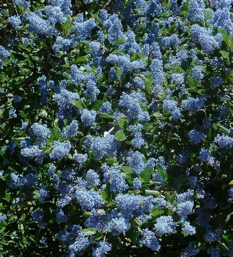 Ceanothus Ray Hartman Mountain Lilac Ceanothus Ray Hartman Mountain Lilac