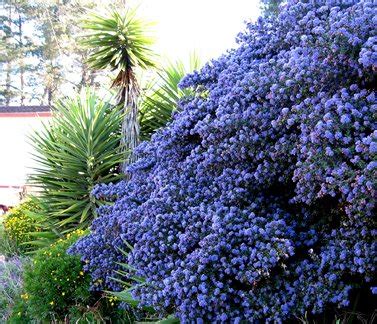 Ceanothus Ray Hartman Plant Lust Ceanothus Ray Hartman Plant Lust
