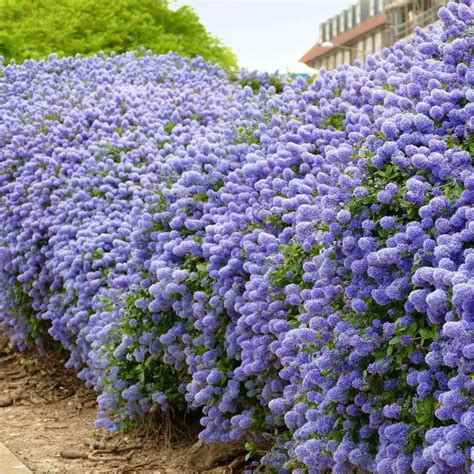 Ceanothus Ray Hartman Plant Guide
