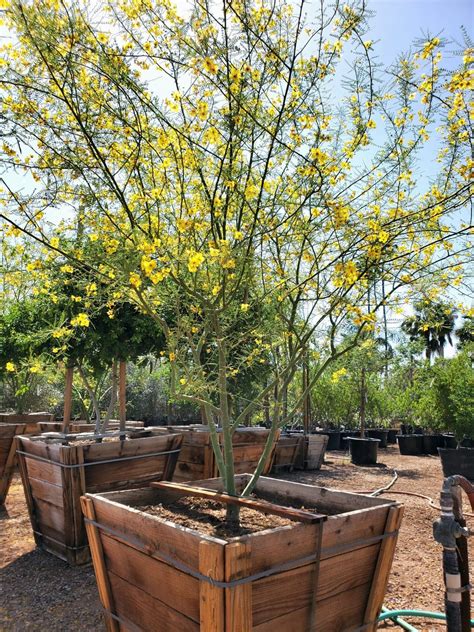 5 Tips Cercidium Desert Museum