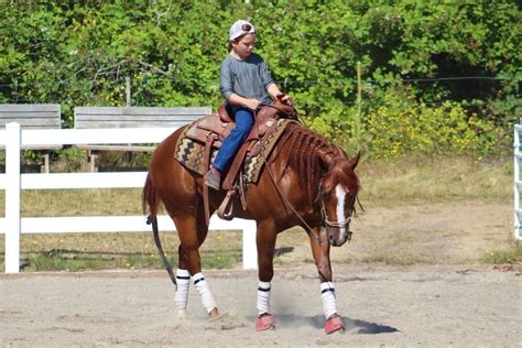 Certification Program Horse Training School Certification Program Horse Training School