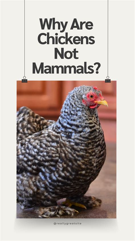 5 Ways Chickens Are Not Mammals