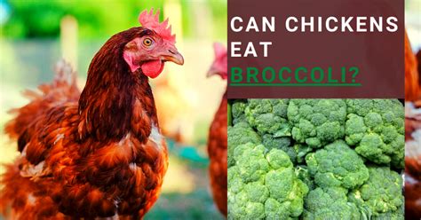 Chickens Eat Broccoli