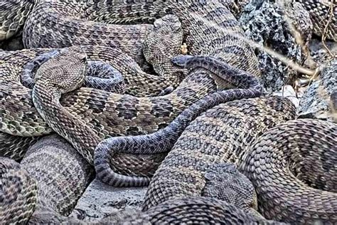 Colorado Rattlesnake Den Facts