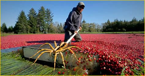 5 Cranberry Bog Spider Facts