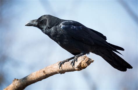 Crows Life And Lore Of These Intelligent Birds Animal Corner Crows Life And Lore Of These Intelligent Birds Animal Corner