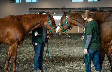 5 Tips CSU Equine Science