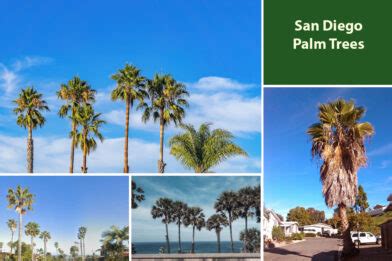 Different Types Of San Diego Palm Trees Embracegardening Different Types Of San Diego Palm Trees Embracegardening
