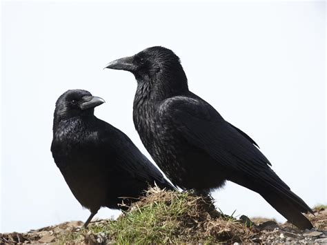 Do Crows Mate For Life Complete Guide Birdfact Do Crows Mate For Life Complete Guide Birdfact