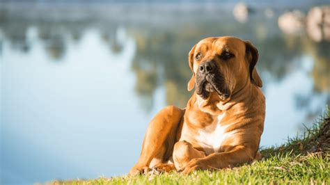 Dog Smegma What It Is And How To Clean It Pawsafe Dog Smegma What It Is And How To Clean It Pawsafe