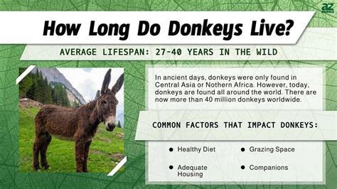 Donkey Lifespan How Long Do Donkeys Live A Z Animals Donkey Lifespan How Long Do Donkeys Live A Z Animals