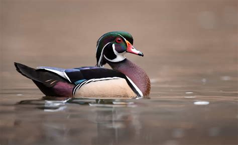 5 Tips Duck Season NC