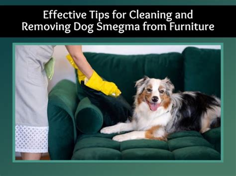 Effective Tips For Cleaning And Removing Dog Smegma From Furniture Effective Tips For Cleaning And Removing Dog Smegma From Furniture