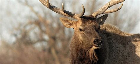 Either Sex Deer Permit Applications For Minnesota Lottery Units Due By Sept 10 Duluth News Tribune News Weather And Sports From Duluth Minnesota Either Sex Deer Permit Applications For Minnesota Lottery Units Due By Sept 10 Duluth News Tribune News Weather And Sports From Duluth Minnesota