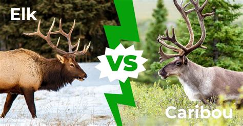 Elk Vs Caribou What S The Difference Animal Corner Elk Vs Caribou What S The Difference Animal Corner