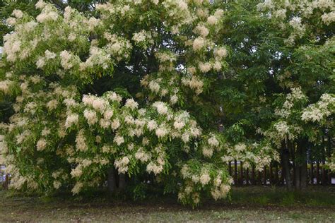 5 Evergreen Ash Tree Tips