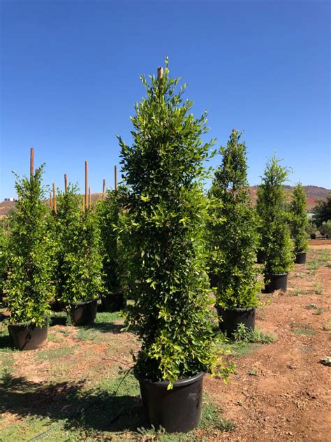 Ficus Nitida Column Tree Care
