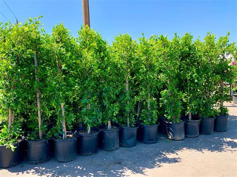 Ficus Nitida Indian Laurel Fig 24 Box Column, 58% Off Ficus Nitida Indian Laurel Fig 24 Box Column, 58% Off