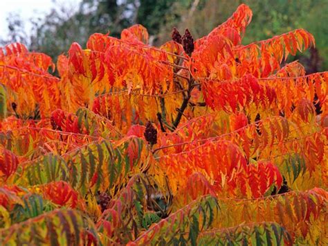 Flame Leaf Sumac 82166 1484261400 Gardening Soul
