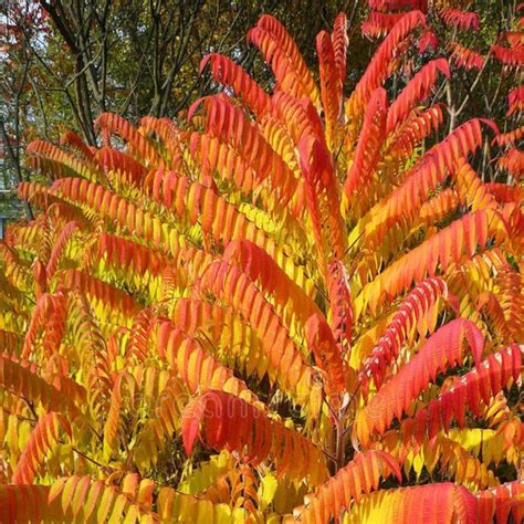 Flame Leaf Sumac Tree Care