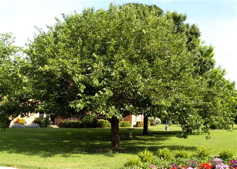 Fruitless Mulberry Trees Guide