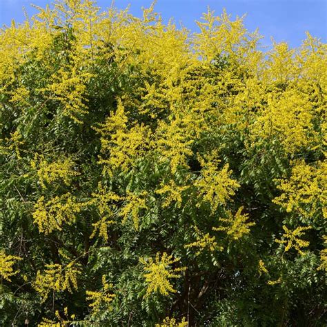 Golden Rain Tree Koelreuteria Paniculata A Complete Guide Golden Rain Tree Koelreuteria Paniculata A Complete Guide