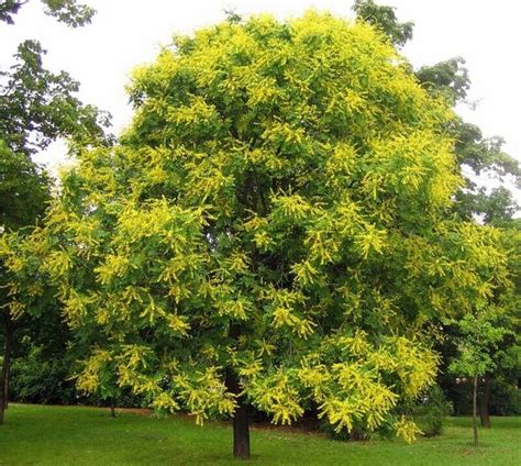 Golden Raintree Golden Raintree