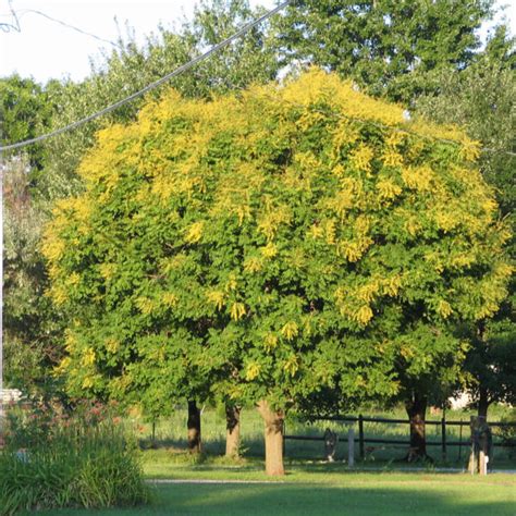 Goldenraintree Campbell S Nursery Goldenraintree Campbell S Nursery