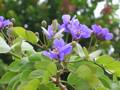 Guaiacum Sanctum Lignum Vitae Guaiacum Sanctum Lignum Vitae